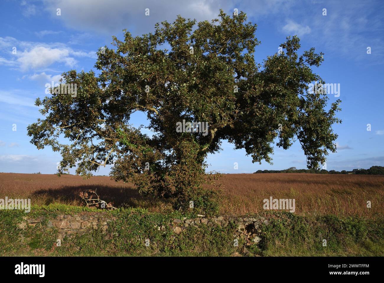 common oak, pedunculate oak, English oak (Quercus robur, Quercus pedunculata), oak tree on a stone wall at the edge of a field, France, Brittany Stock Photo