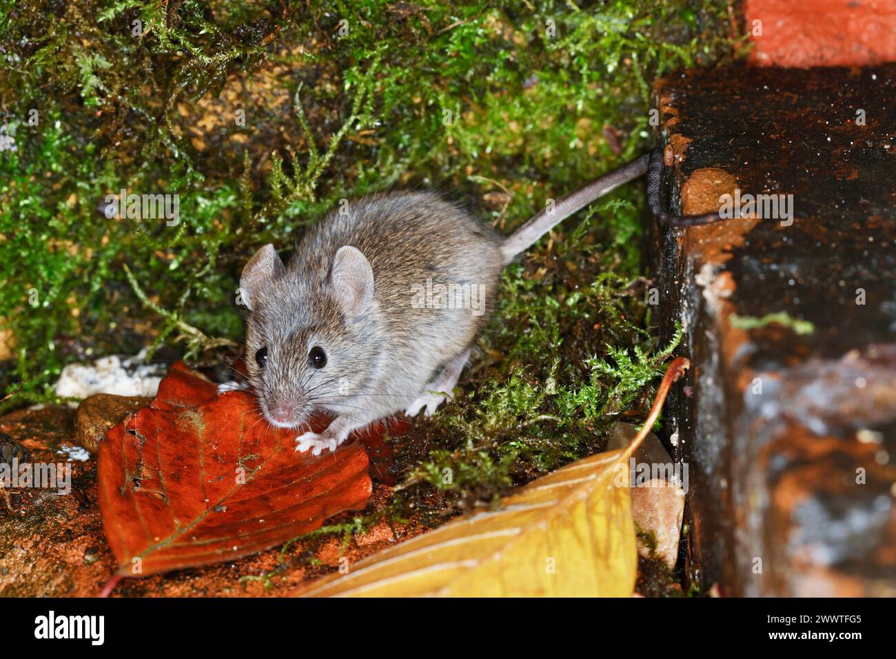 house mouse (Mus musculus), on moss and autumn leaves, Germany Stock Photo