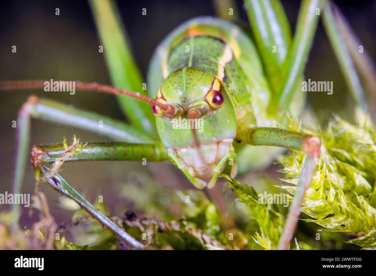 Sawtailed bushcricket (Barbitistes serricauda), female sitting on moss, front view, Germany Stock Photo