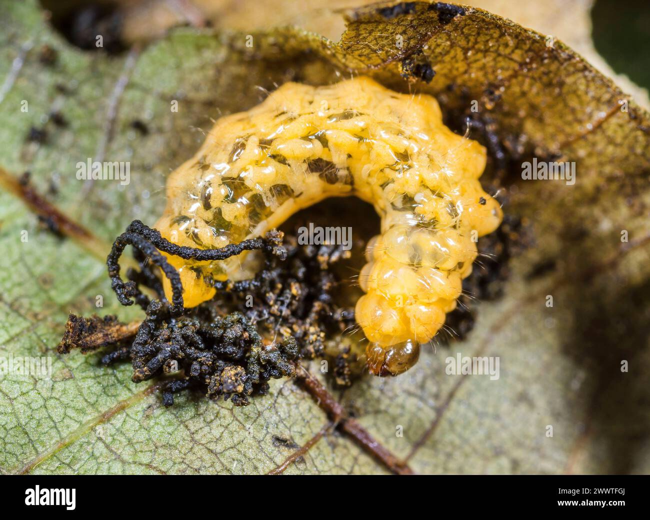 Hazel weevil (Apoderus coryli), larva, Germany Stock Photo