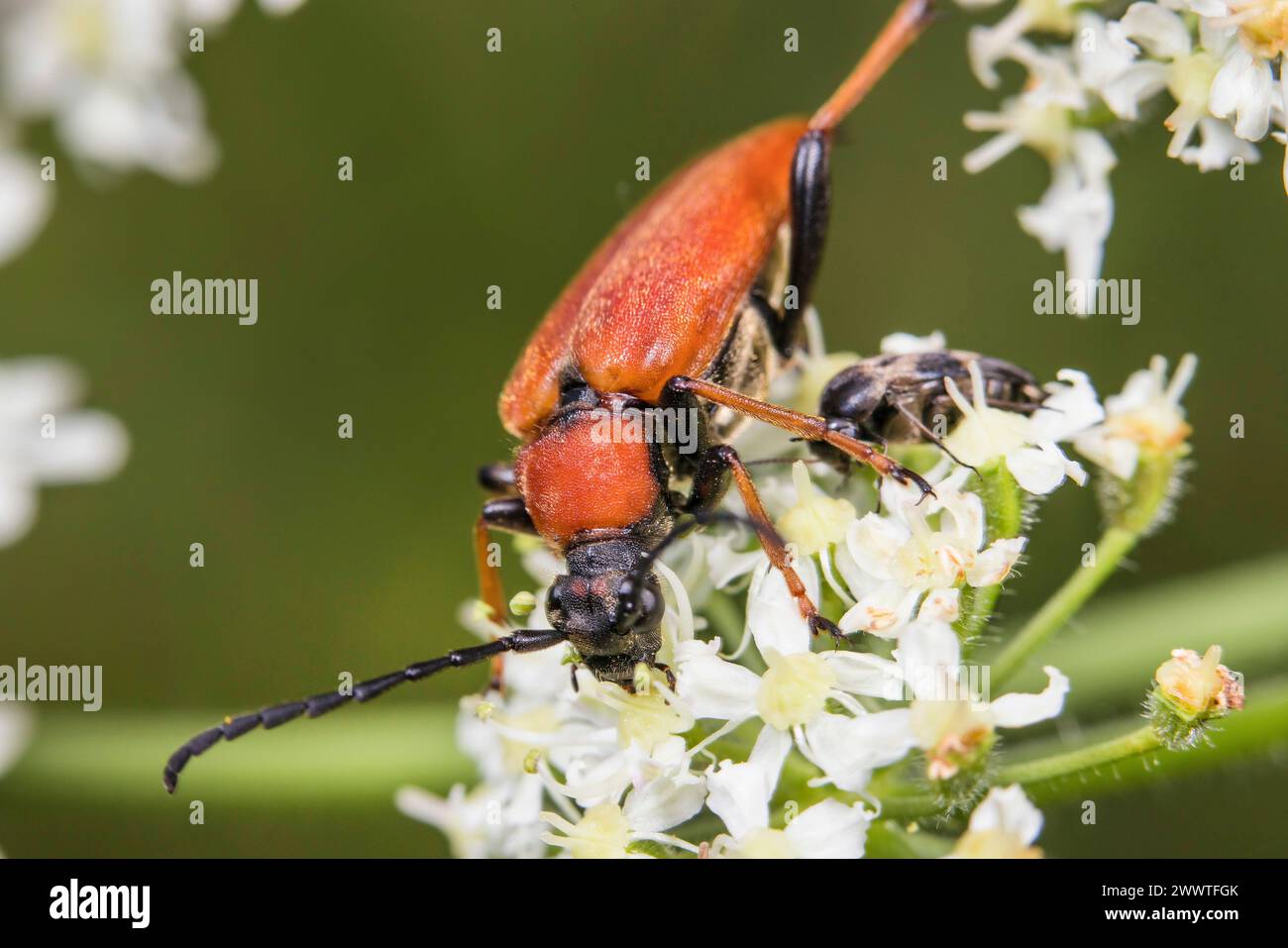 Red Longhorn Beetle (Anoplodera rubra, Stictoleptura rubra, Leptura rubra, Corymbia rubra, Aredolpona rubra), female on umbellifer, Germany Stock Photo