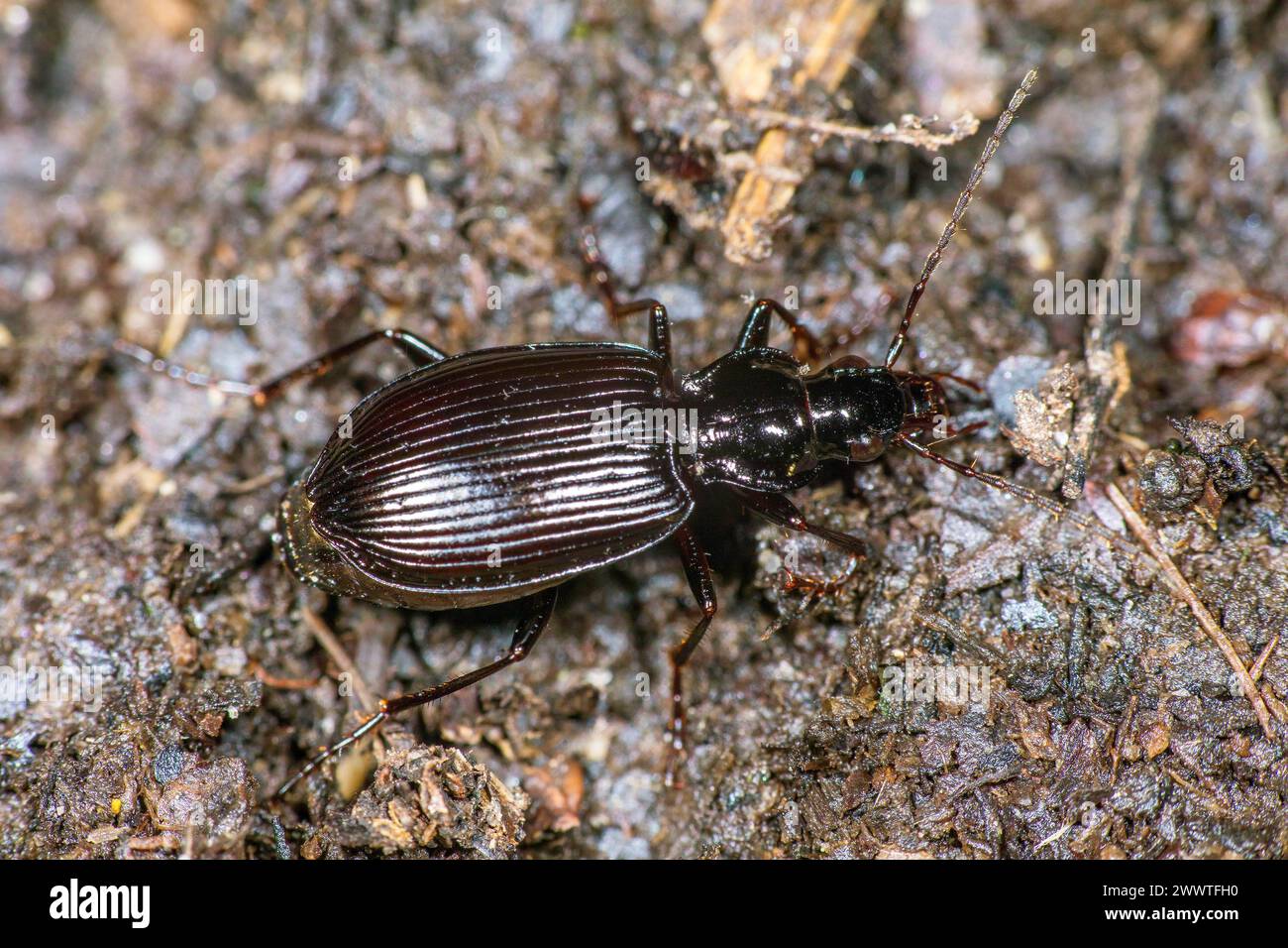 Ground beetle (Limodromus assimilis, Platynus assimilis), top view, Germany Stock Photo