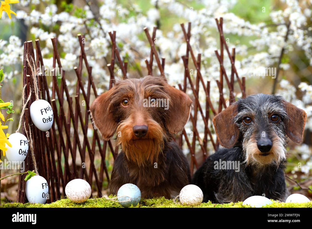 Wire-haired Dachshund, Wire-haired sausage dog, domestic dog (Canis lupus f. familiaris), two wire-haired dachshunds sitting next to each other in Eas Stock Photo