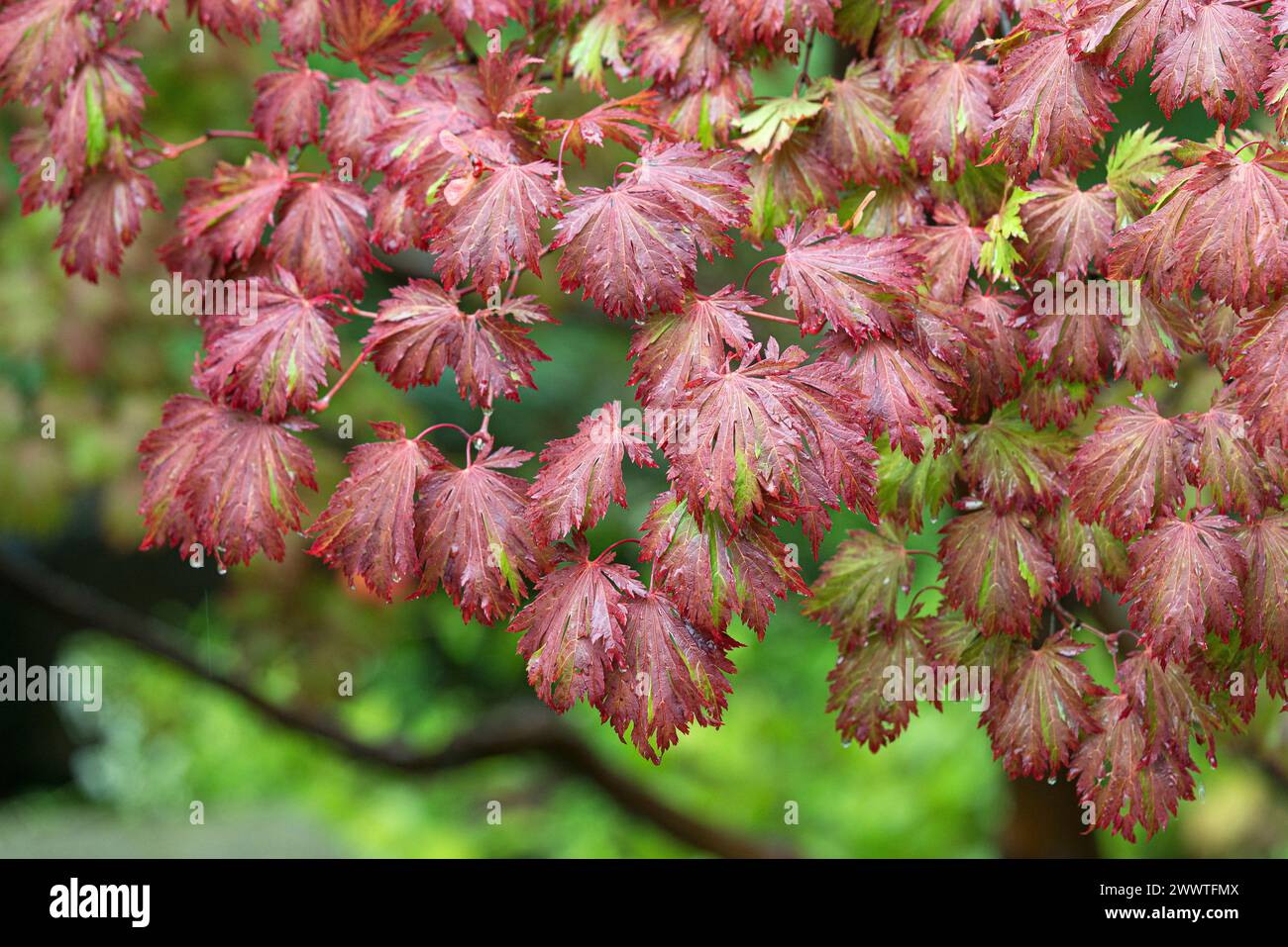 Japanese maple (Acer japonicum 'Aconitifolium', Acer japonicum Aconitifolium), Leaves in the fall of the cultivar Aconitifolium Stock Photo