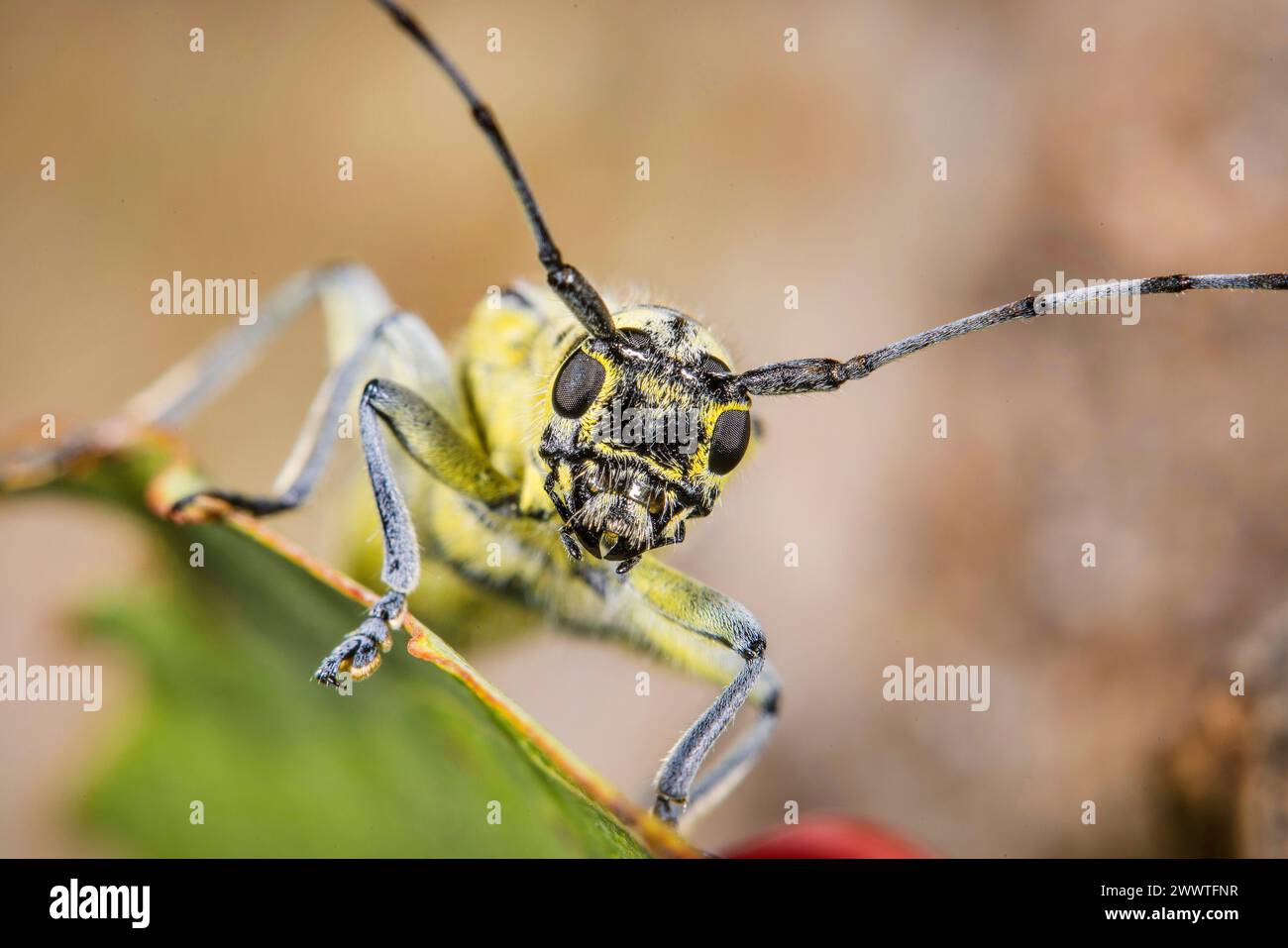 longhorn beetle (Saperda perforata), portrait, Germany Stock Photo