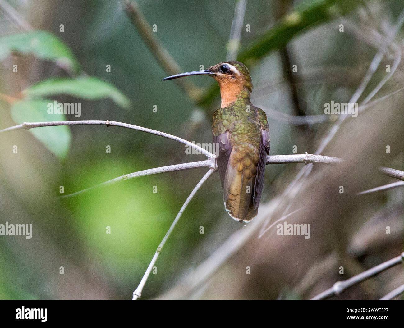 hook-billed hermit (Ramphodon dohrnii, Glaucis dohrnii), adult perched on a thin branch in Atlantic Forest in Brazil - Vulnerable species, Brazil Stock Photo