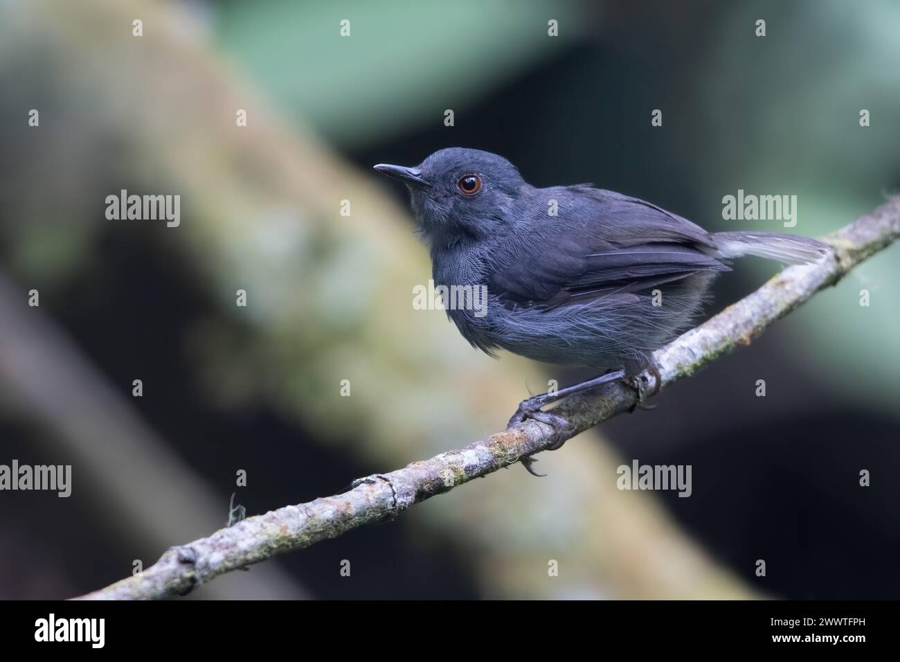 whitetailed warbler (Poliolais lopezi), male sitting on a branch