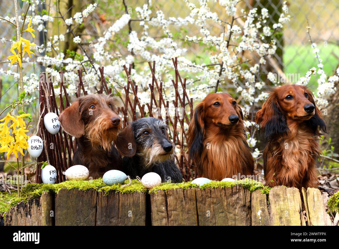 Long-haired Dachshund, Long-haired sausage dog, domestic dog (Canis lupus f. familiaris), two wire-haired dachshunds and two long-haired dachshund sit Stock Photo