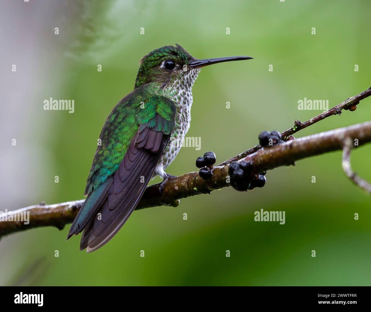 Many-spotted hummingbird (Taphrospilus hypostictus), perching on a branch in tropical rain forest, Ecuador Stock Photo