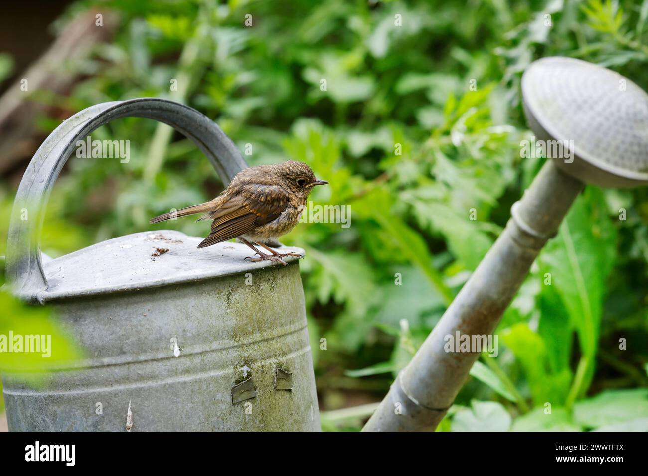 European robin (Erithacus rubecula), juvenile sitting on a watering can, Germany Stock Photo