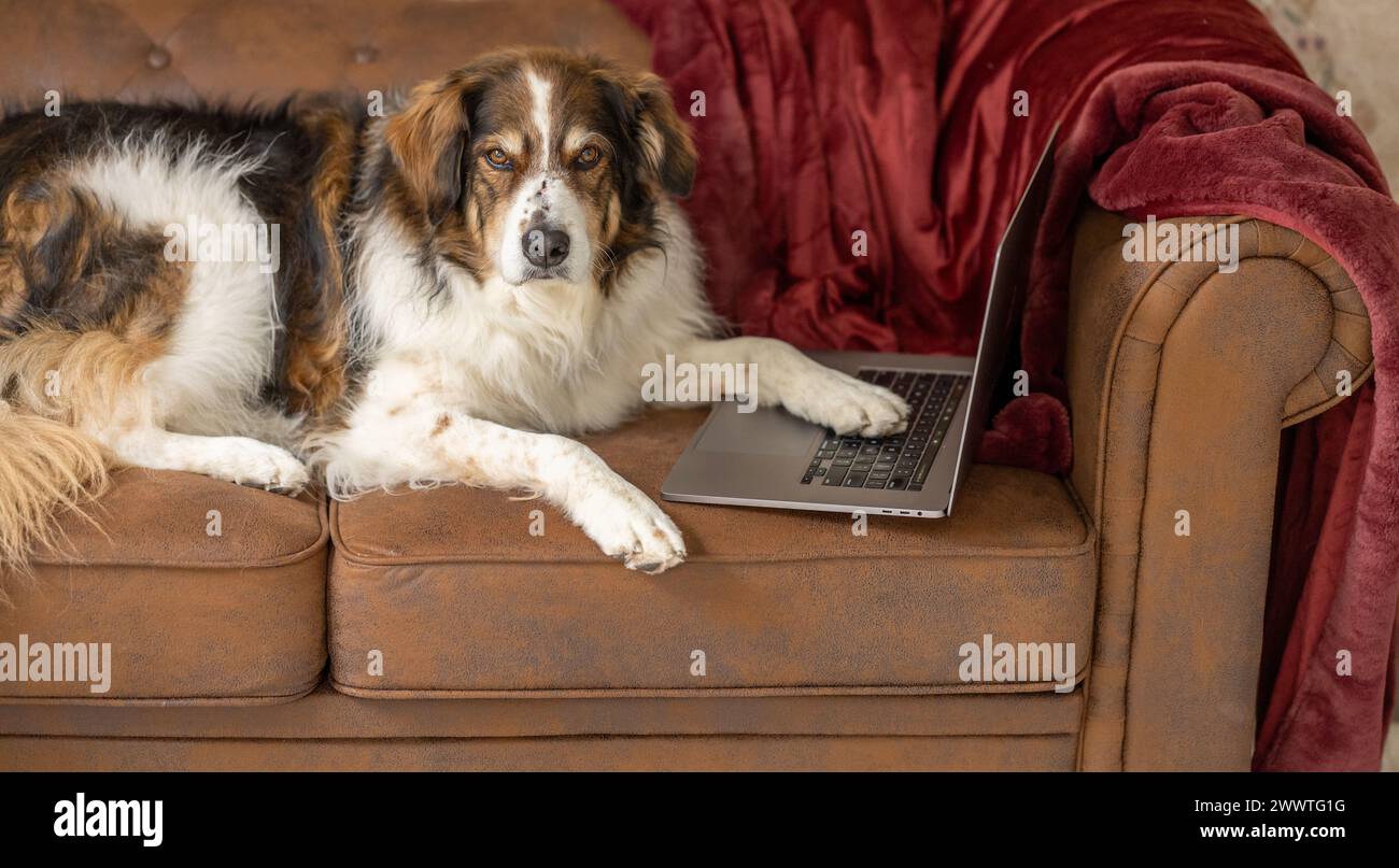 A shepherd dog lying on a couch while working on a computer Stock Photo