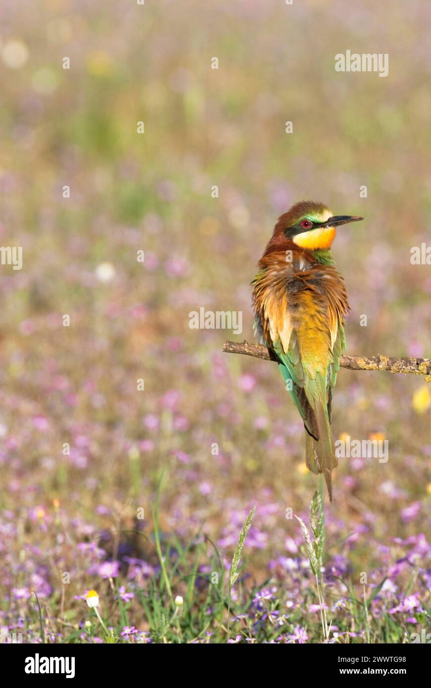 European Bee-eater (Merops apiaster) perched on branch in open field with flowers. Andalucia, Spain. Stock Photo