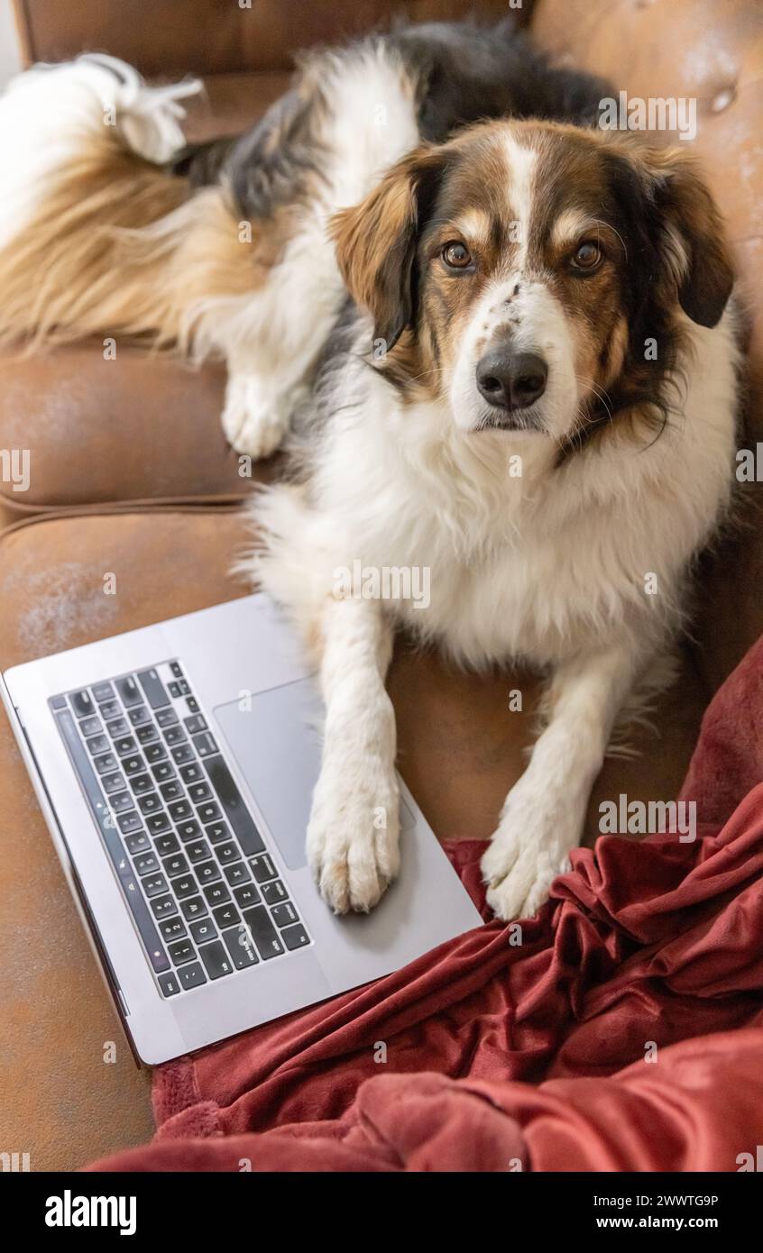 A dog with his paw on a laptop computer is working from home from the couch Stock Photo