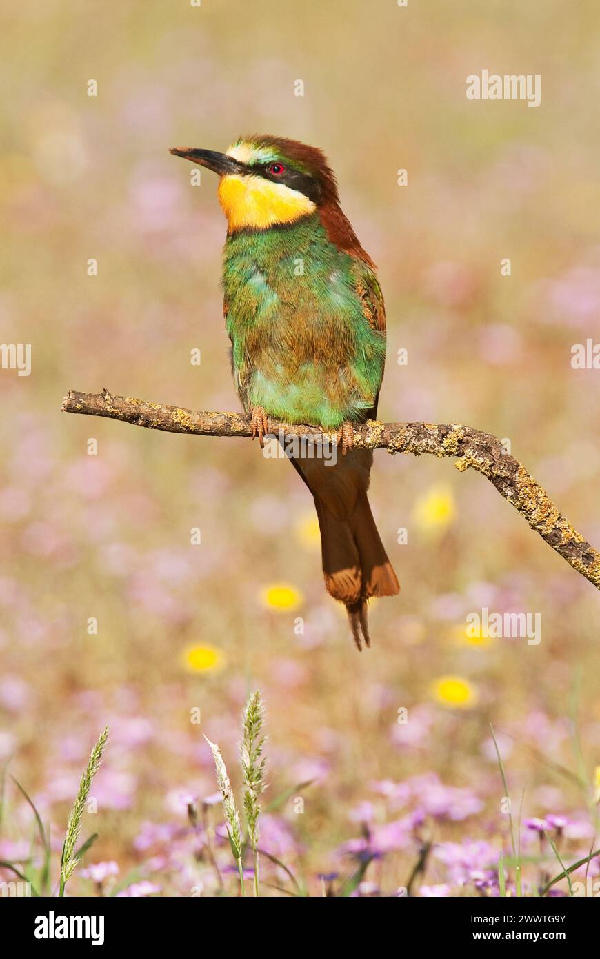 European Bee-eater (Merops apiaster) perched on branch in an open field after being digging its nest, as is clearly visible from the dust on its feet, Stock Photo