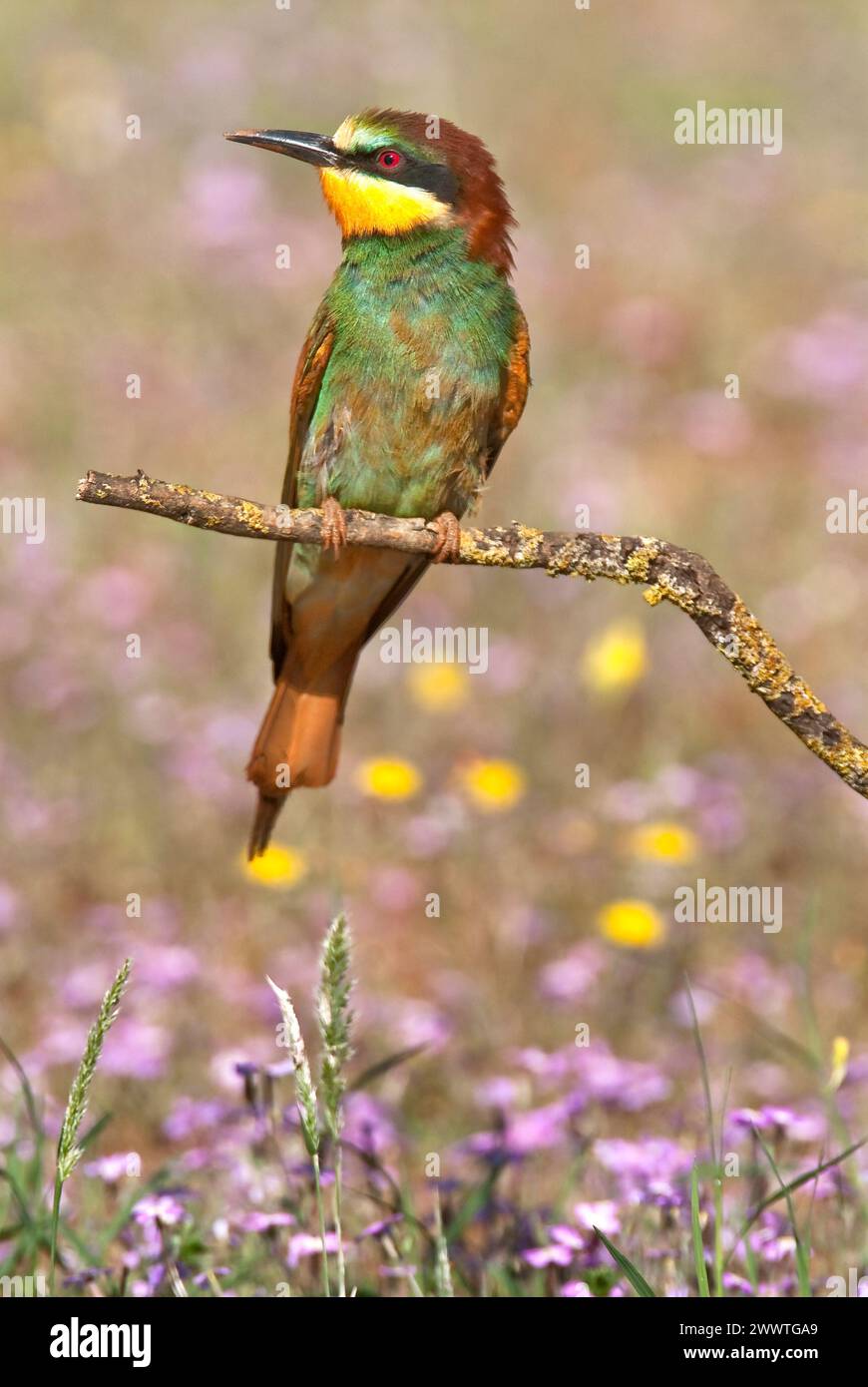 European Bee-eater (Merops apiaster) perched on branch. Seville, Andalucia, Spain. Stock Photo