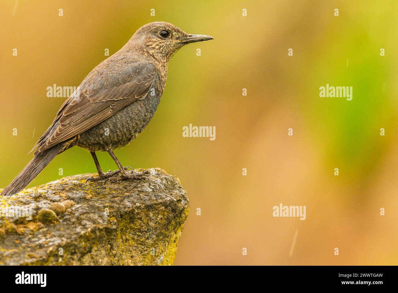 Blue rock thrush (Monticola solitarius).  Female perched on rock on a rainy day.  Lleida province, Catalunya, Spain. Stock Photo