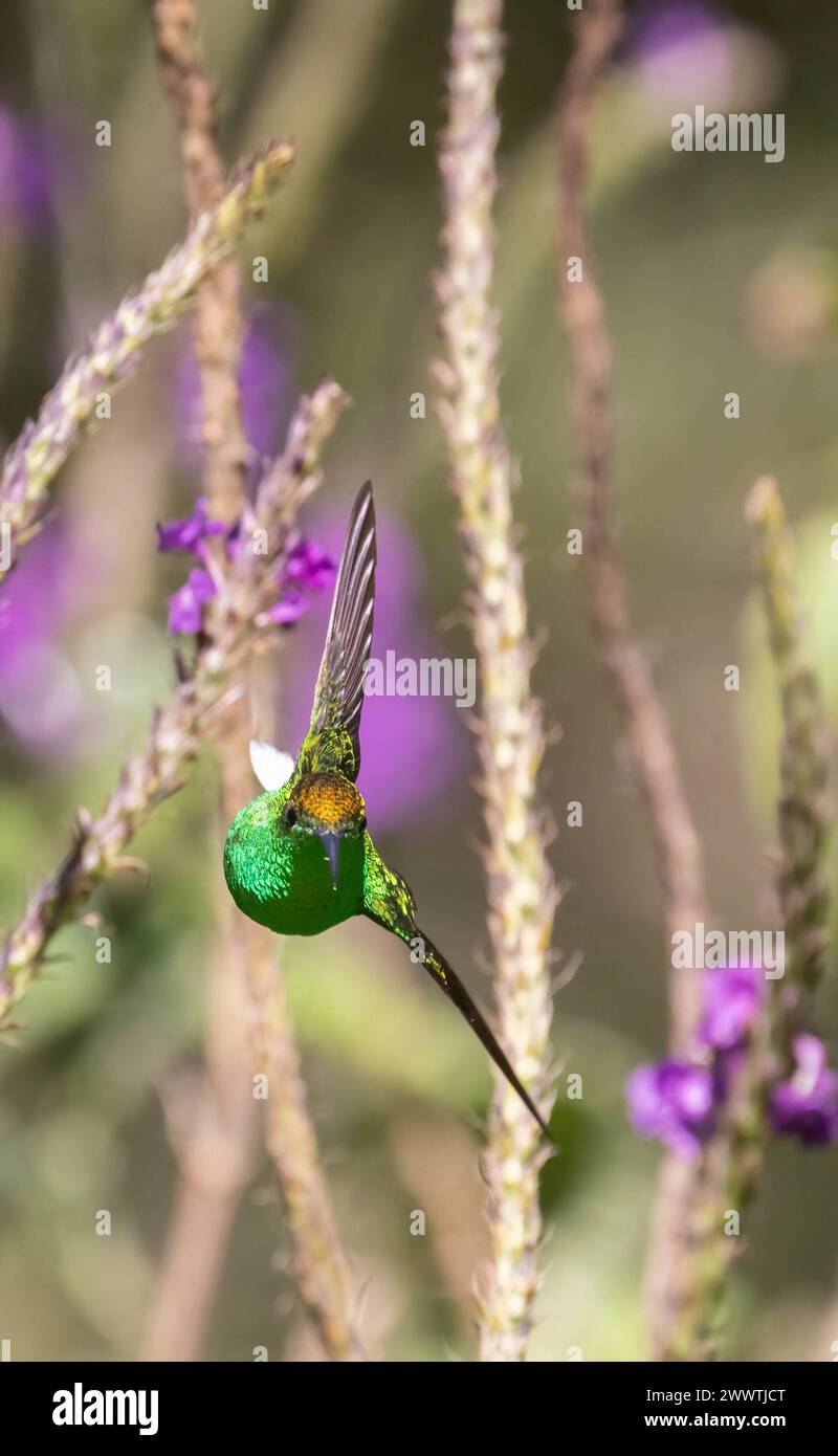 Coppery-headed Emerald Hummingbird patrolling its territory Stock Photo