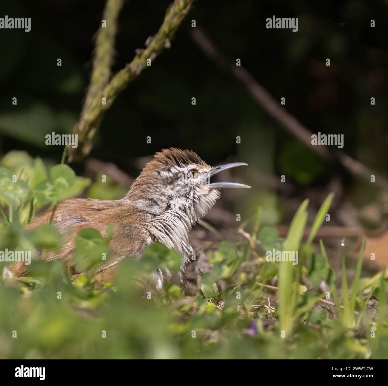 Little Cabanis's wren with mouth open to regulate temperature in hot