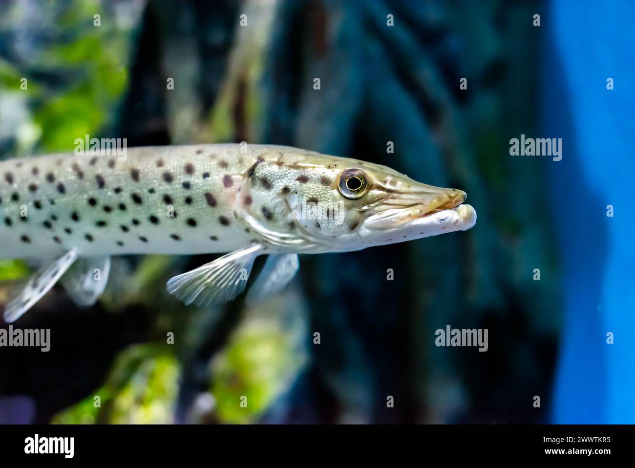 Amur pike hires stock photography and images Alamy