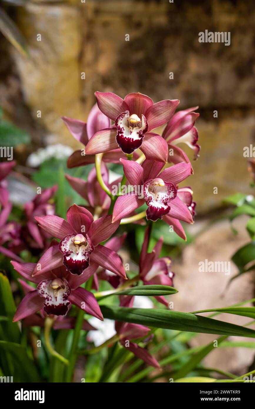 Cymbidium commonly known as boat orchids Stock Photo