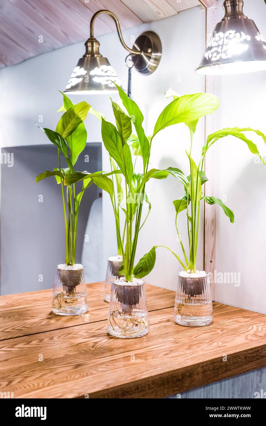 Spathiphyllum cochlearispathum commonly called peace lily growing in water in glass Stock Photo