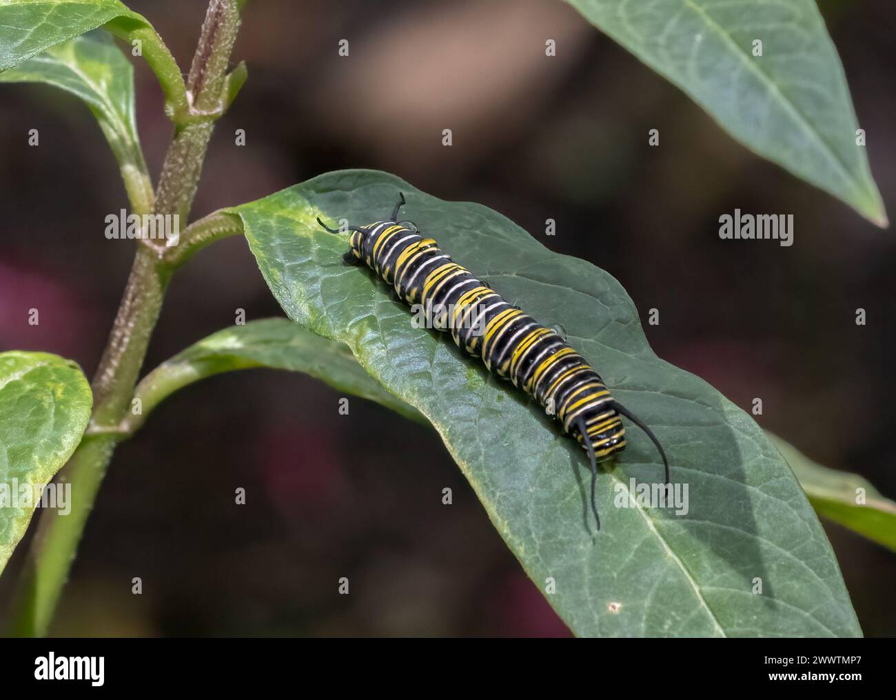 Monarch Butterfly caterpillar closeup on a tropical milkweed leaf Stock Photo