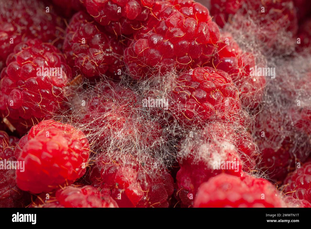 Mold contamination hi-res stock photography and images - Alamy