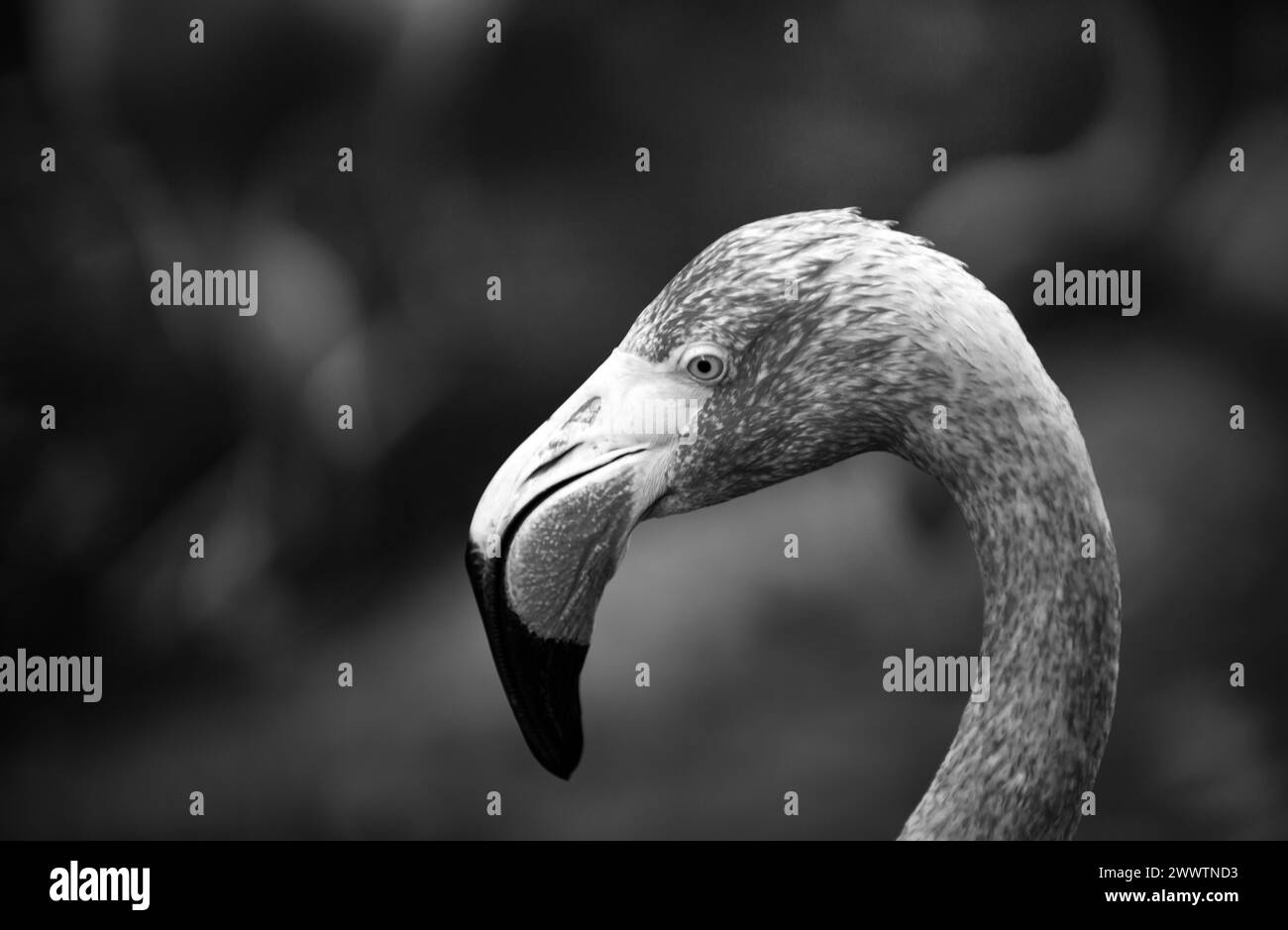 Close up portrait of Flamingo in nature. Phoenicopterus ruber in close contact with the female. Beauty Flamingos. Stock Photo