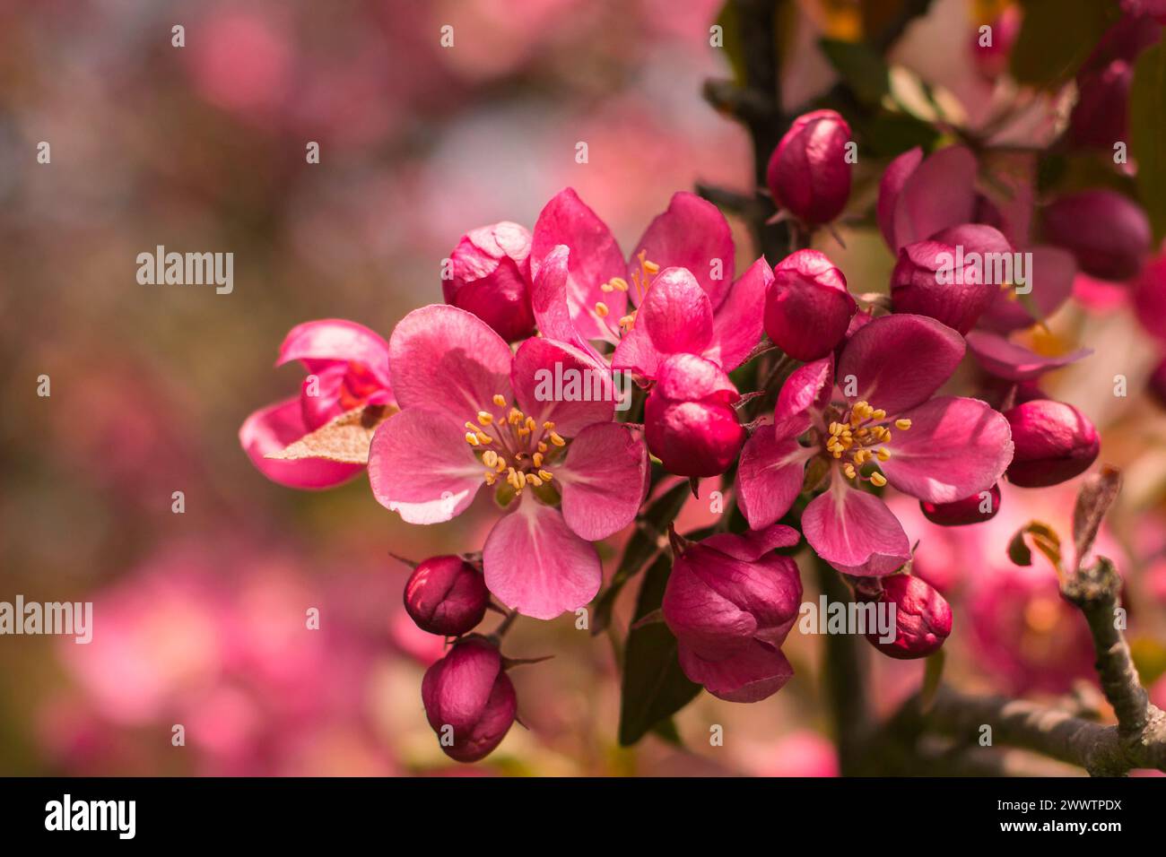 Crab apple tree in blossom hi-res stock photography and images - Alamy