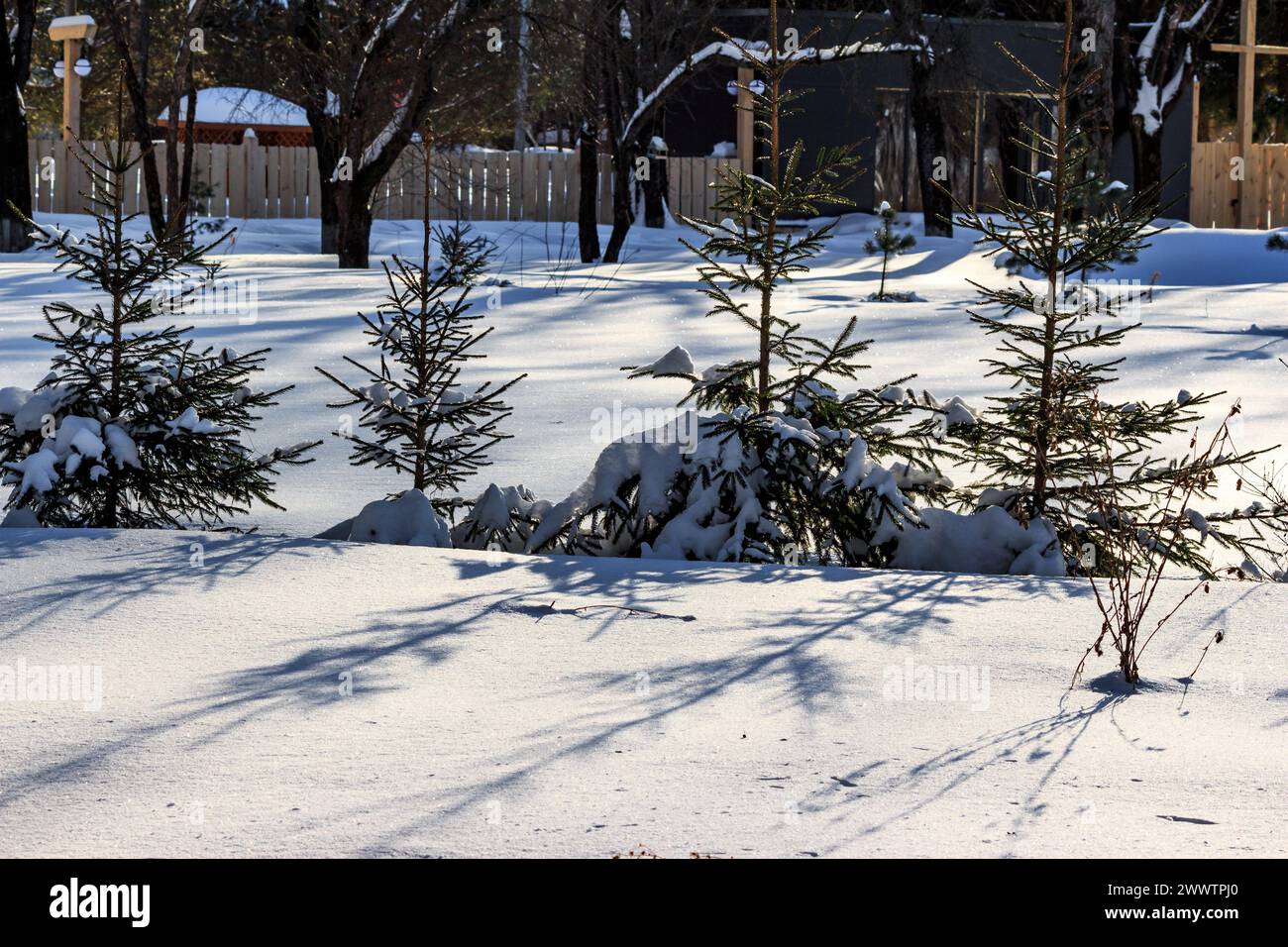 Young planted fir trees hi-res stock photography and images - Alamy