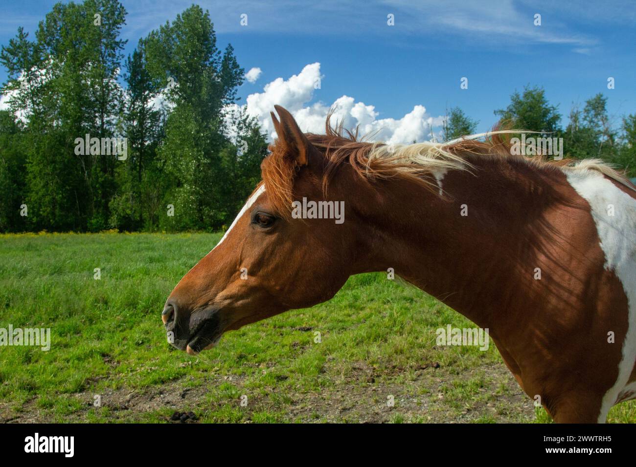 Stunning horses, living their best lives Stock Photo - Alamy