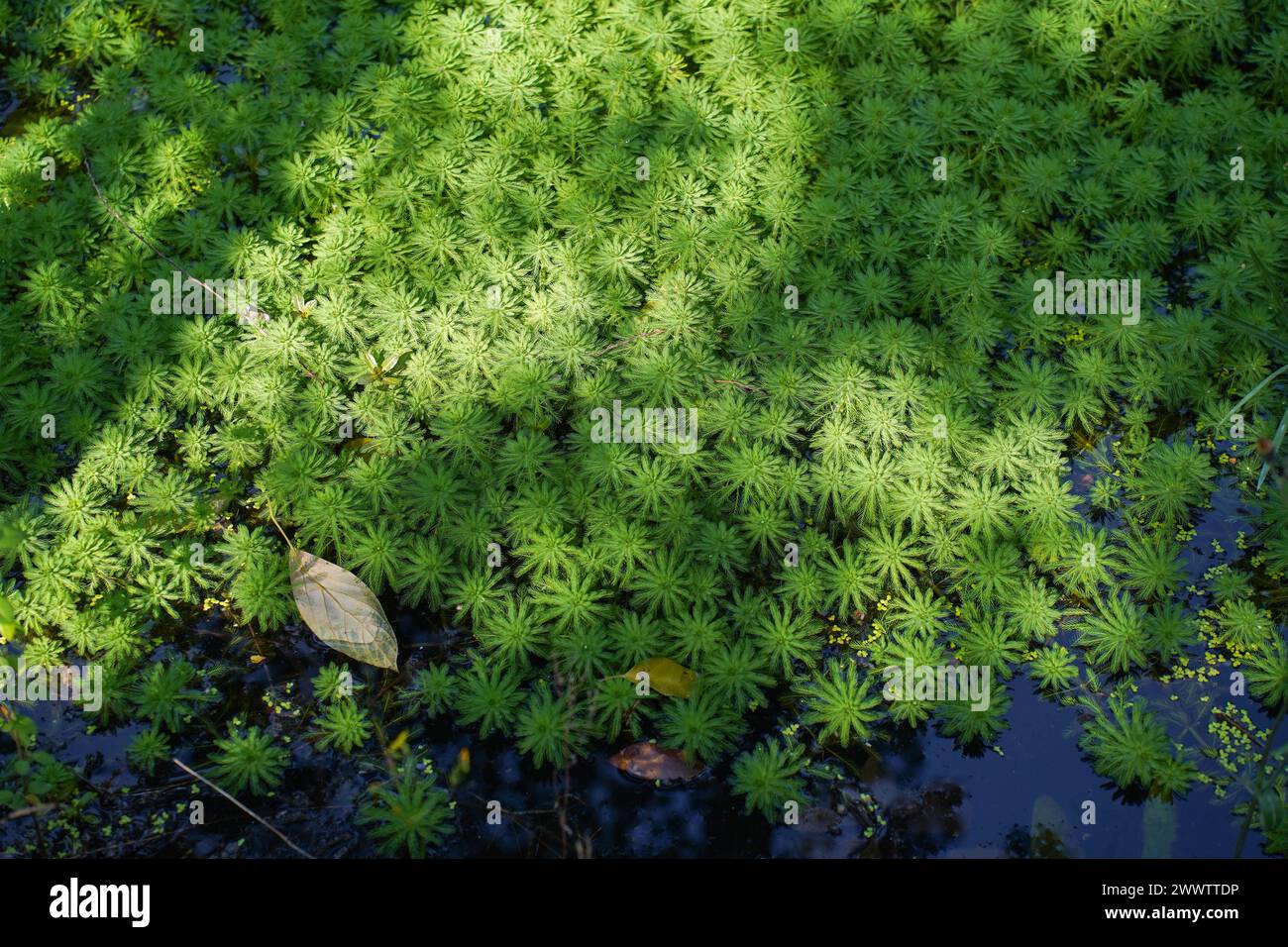 Myriophyllum spicatum/aquaticum in a pond Stock Photo
