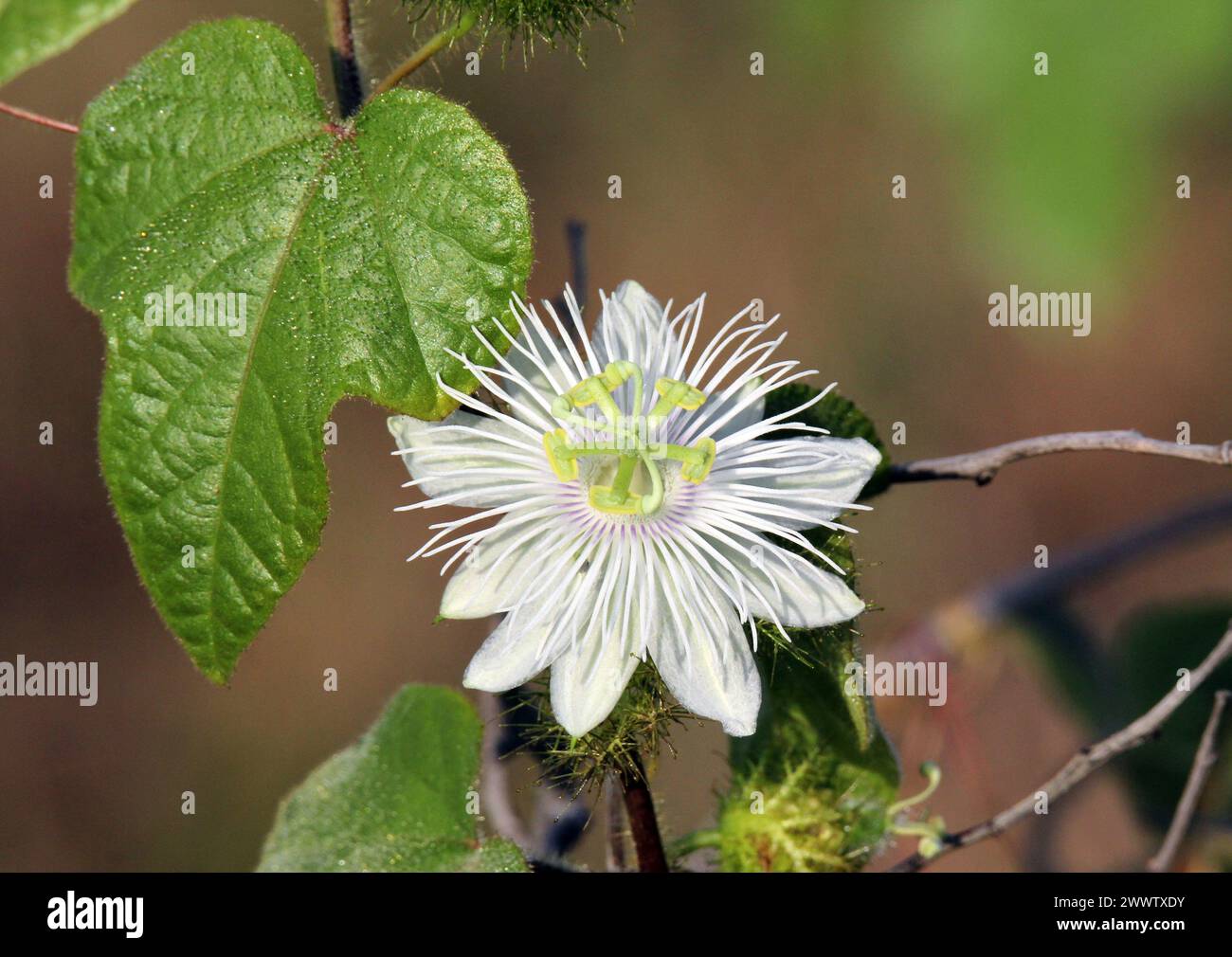 White flower on a Passiflora foetida (Passionflower) plant in a garden Stock Photo