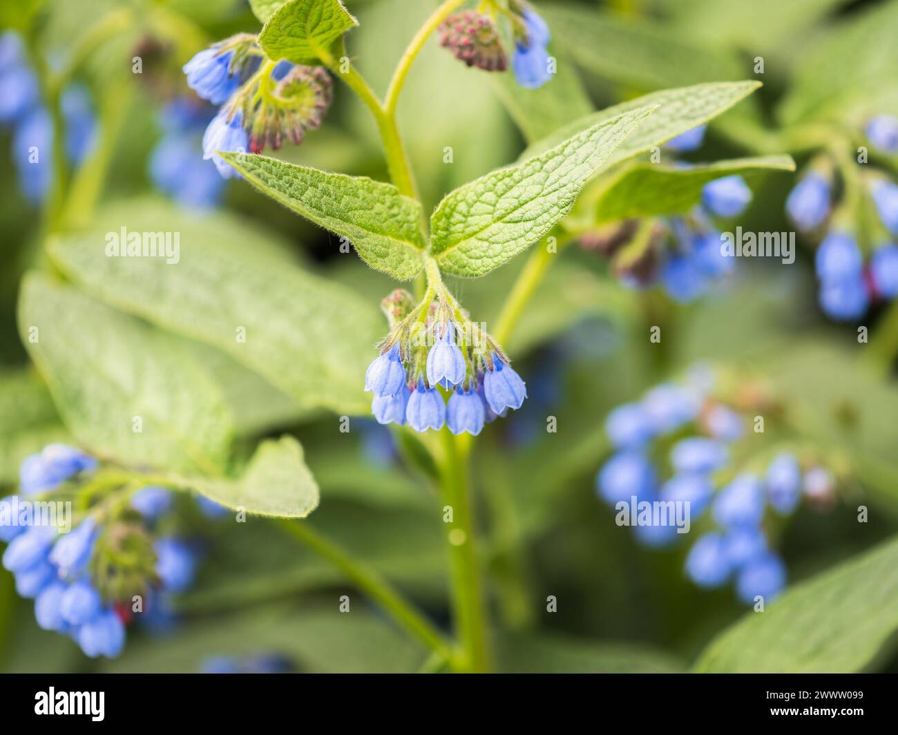 Beautiful blue flowers of Symphytum caucasicum, also known as the beinwell, blue comfrey, or Caucasian comfrey, blooming in spring park Stock Photo
