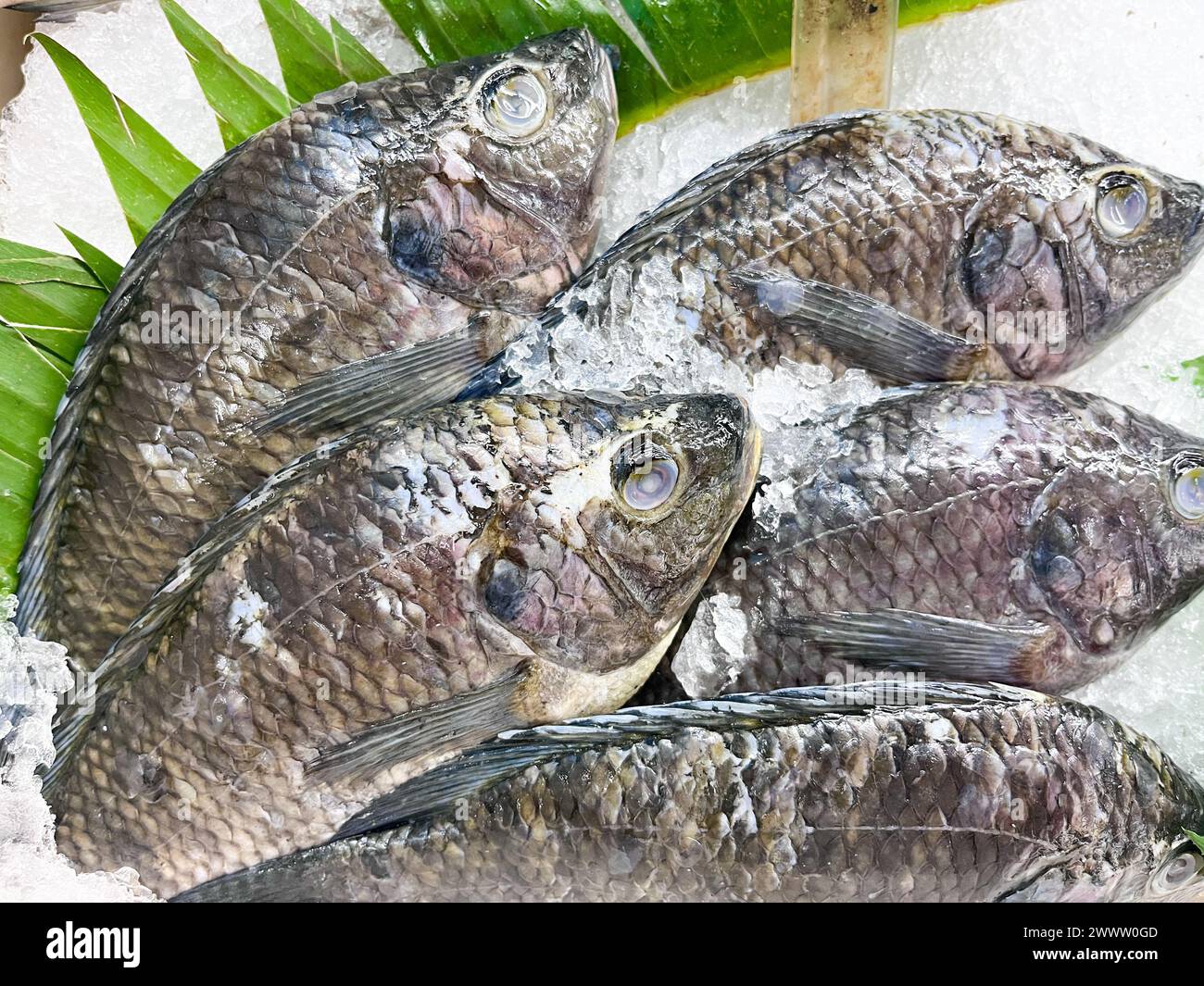 Raw tilapia fish served with ice Stock Photo