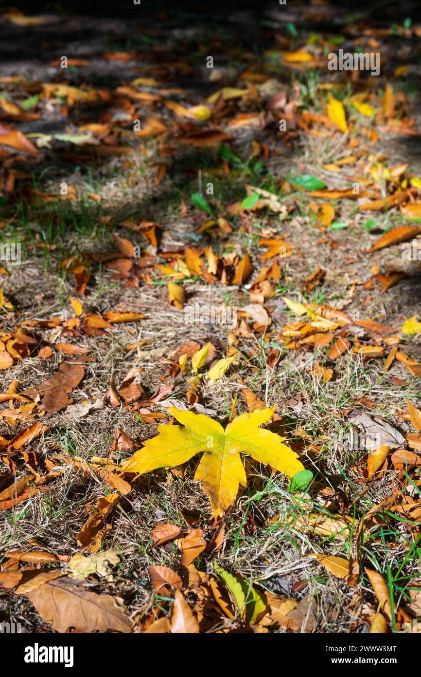 The Washington Park Arboretum, Botanic Gardens in the City of Seattle, Washington State, USA Stock Photo