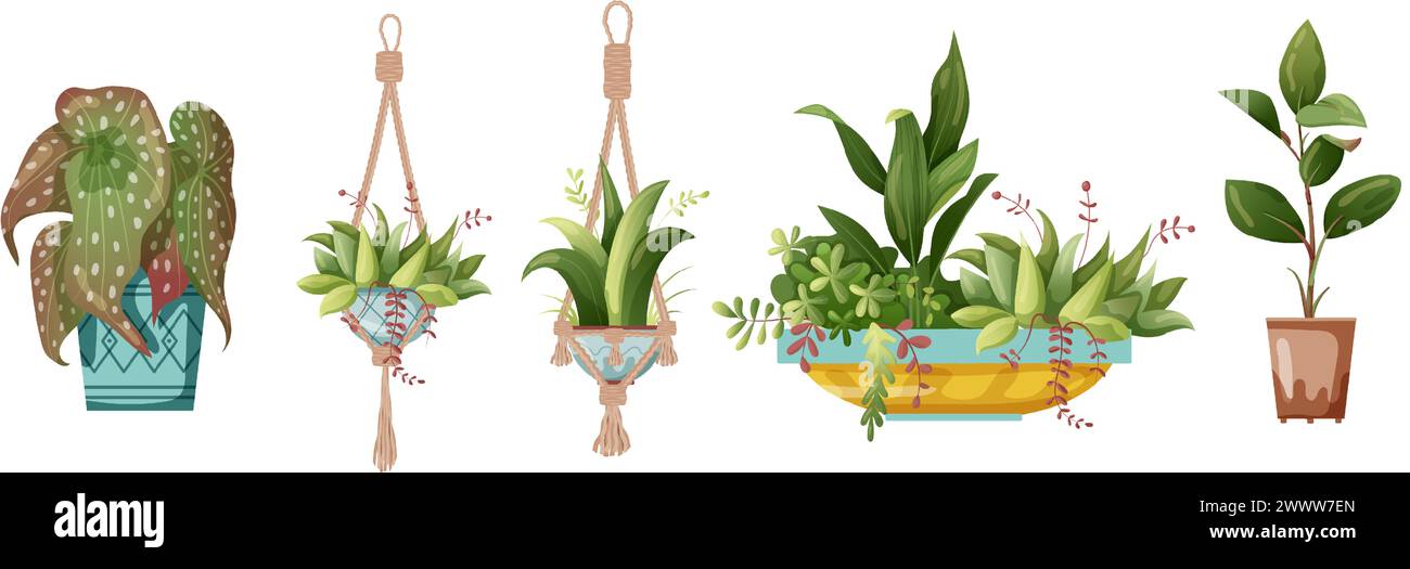 Houseplant and macrame plant growing in pots. Set of handmade home ...
