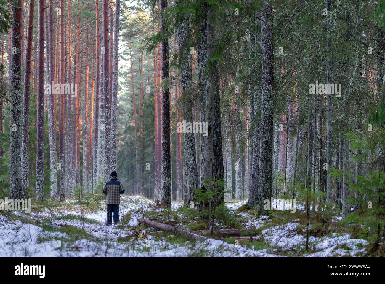 Snow Covered Conifer Forest. Trees growing in a coniferous forest and ...