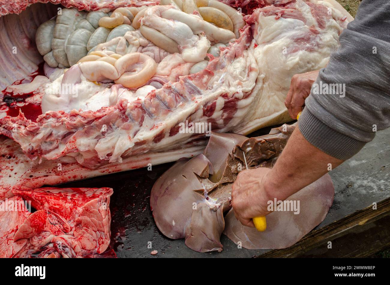a butcher cleans the pig's liver, butchers a pork according to traditional Eastern European methods Stock Photo