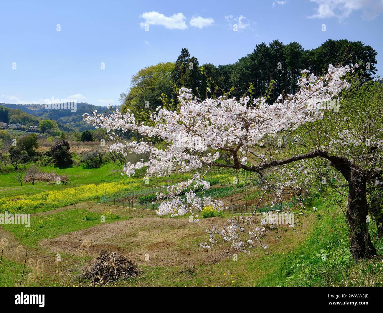 Meadow full cherry blossom hi-res stock photography and images - Alamy