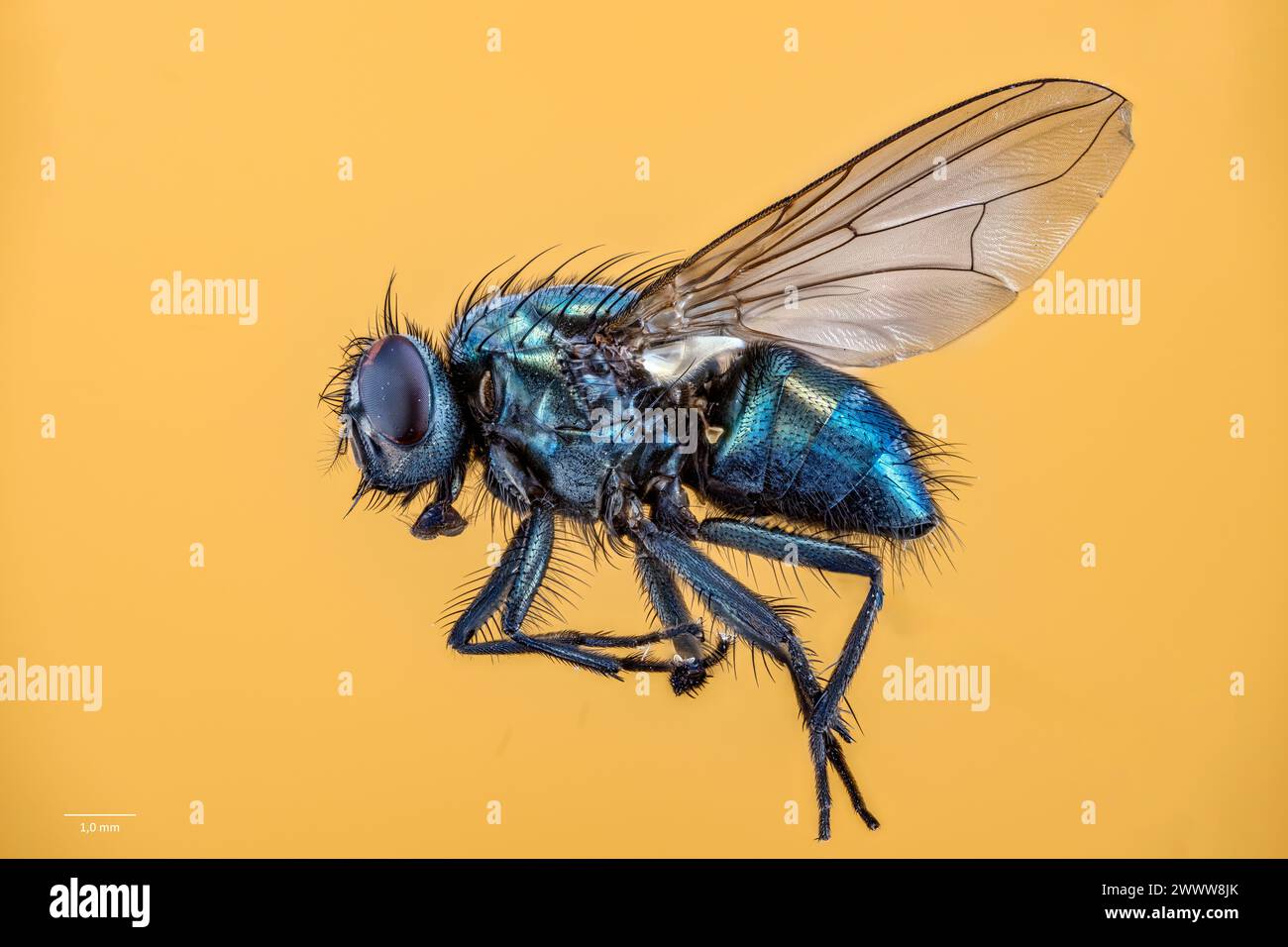 Blue bottle fly hi-res stock photography and images - Alamy