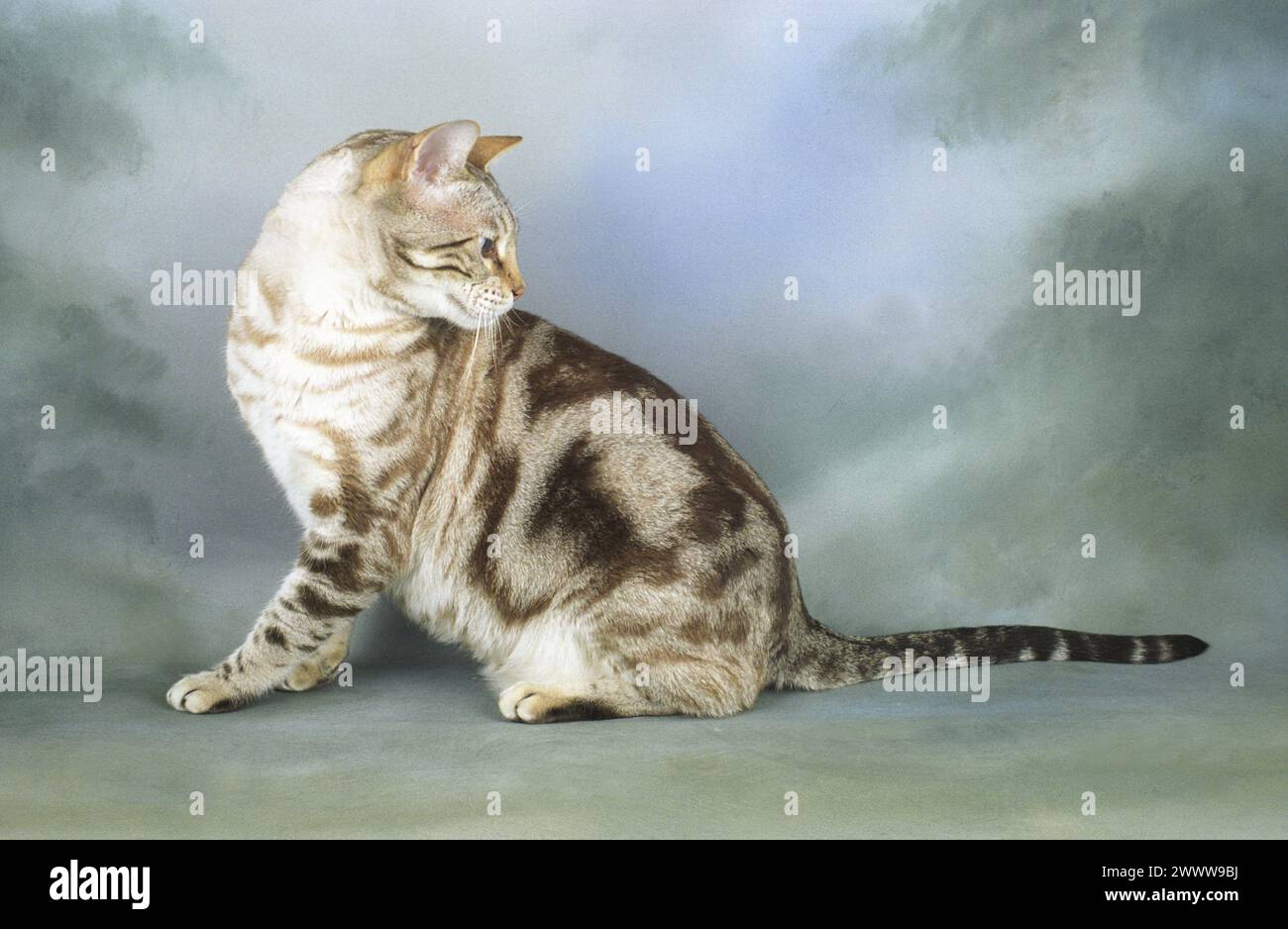 Bengal Snow Marble Cat Sitting Looking Backwards to the Side in Studio Stock Photo