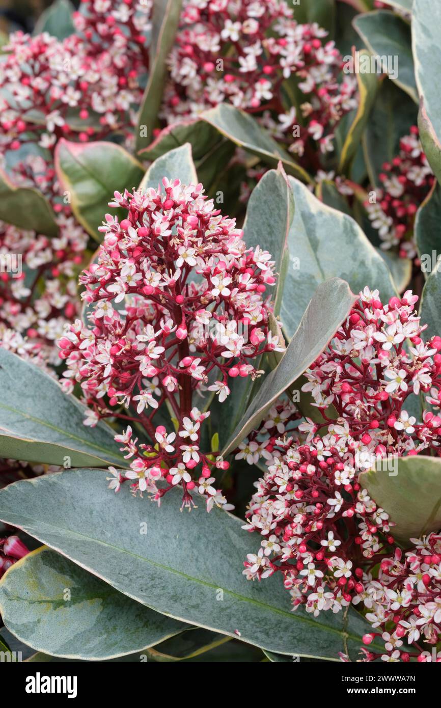 Skimmia japonica Perosa, skimmia Perosa, grey-green leaves, yellow margins, red buds, star-shaped white flowers, male Skimmia Stock Photo