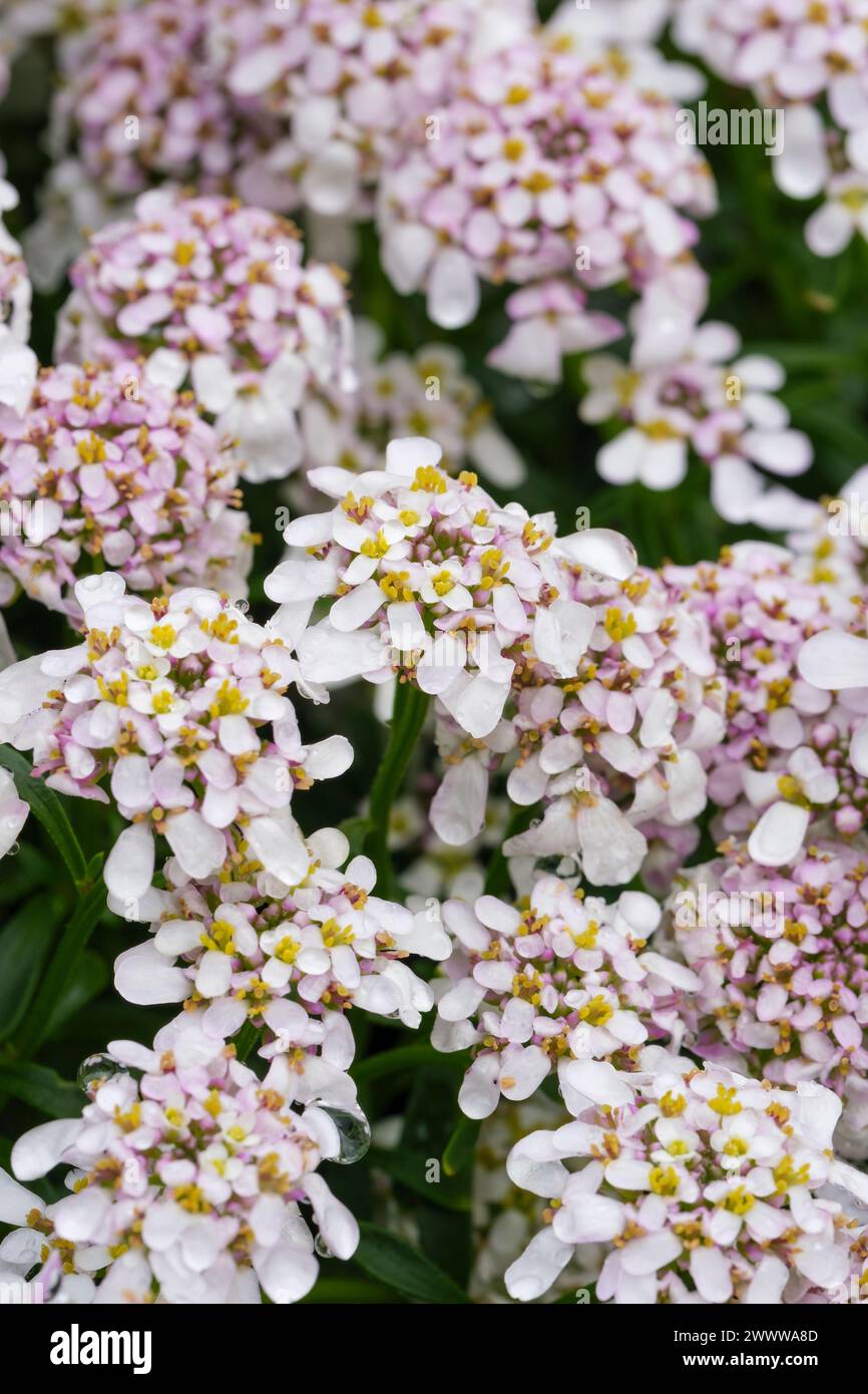 Iberis Pink Ice, candytuft Pink Ice, raspberry-pink centred, blush flowers Stock Photo