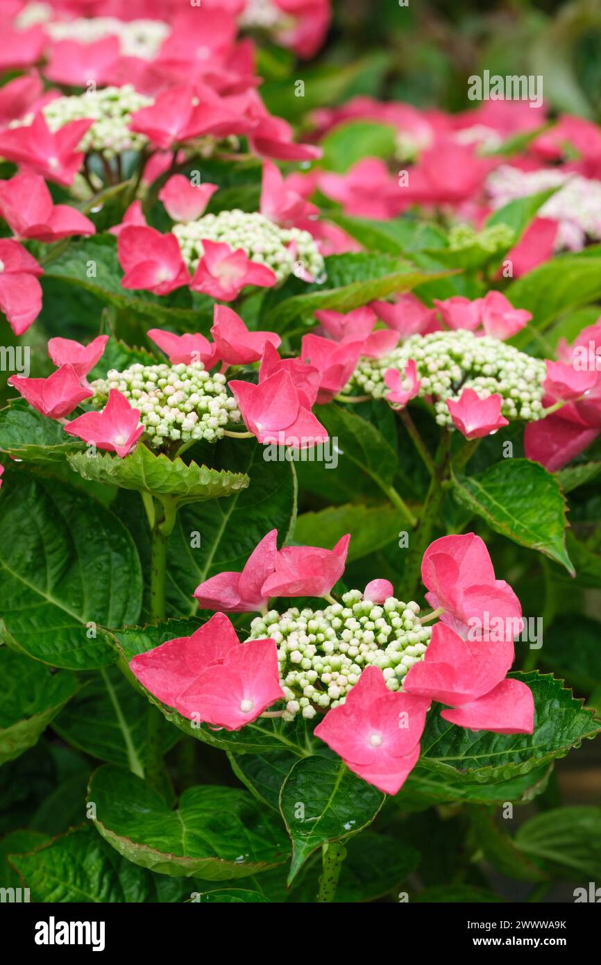 Hydrangea macrophylla Lady in Red, lace cap,  flowerheads of rosy-red sterile flowers surround pinkish-green fertile flowers Stock Photo