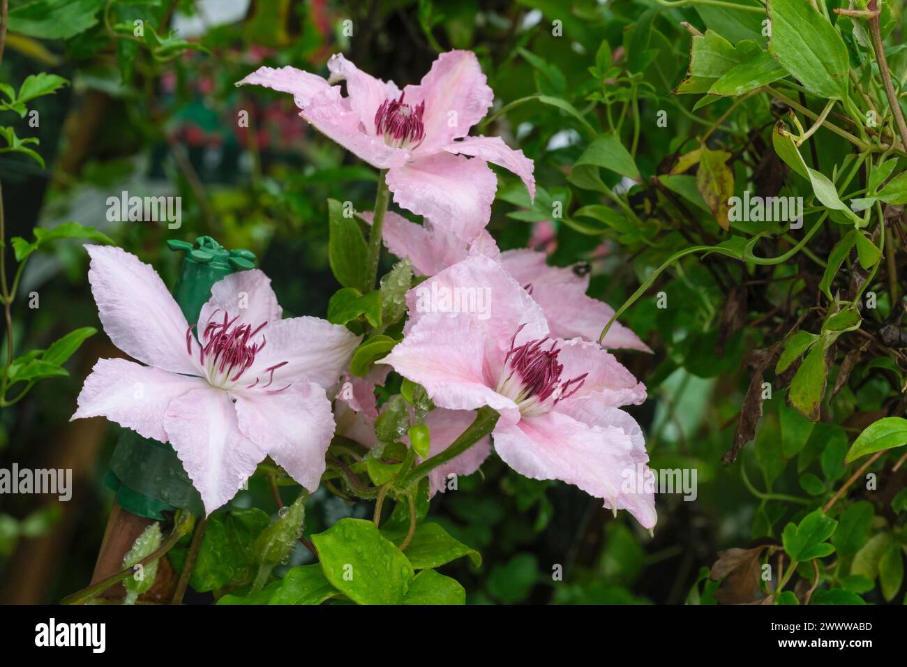 Clematis Pink Fantasy, Late large, pale-pink flowers with darker pink stripes Stock Photo