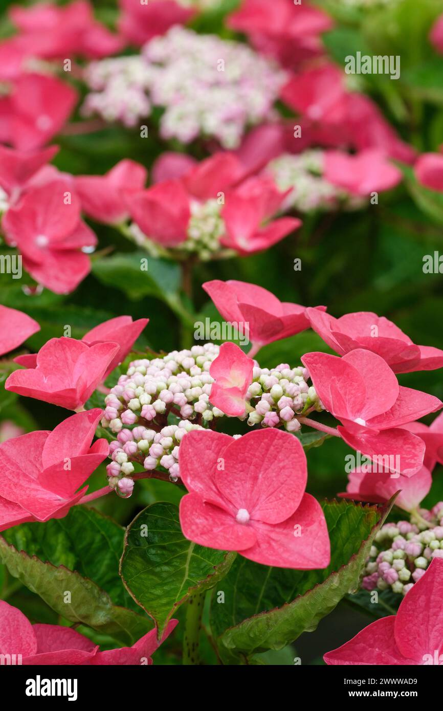 Hydrangea macrophylla Lady in Red, lace cap,  flowerheads of rosy-red sterile flowers surround pinkish-green fertile flowers Stock Photo