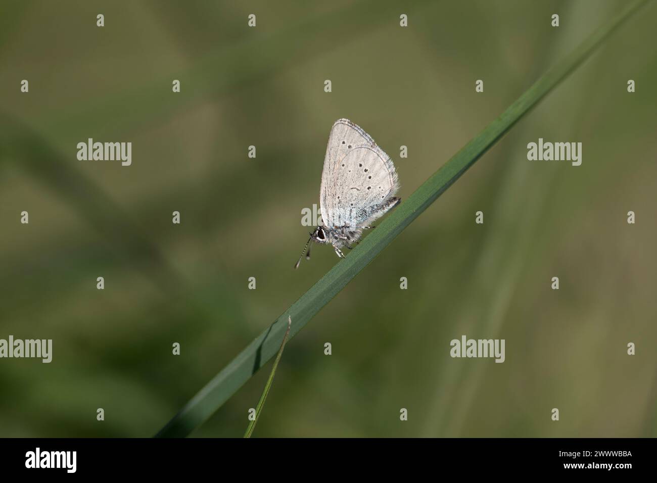 Small Blue Butterfly; Cupido minimus; Underside; UK Stock Photo