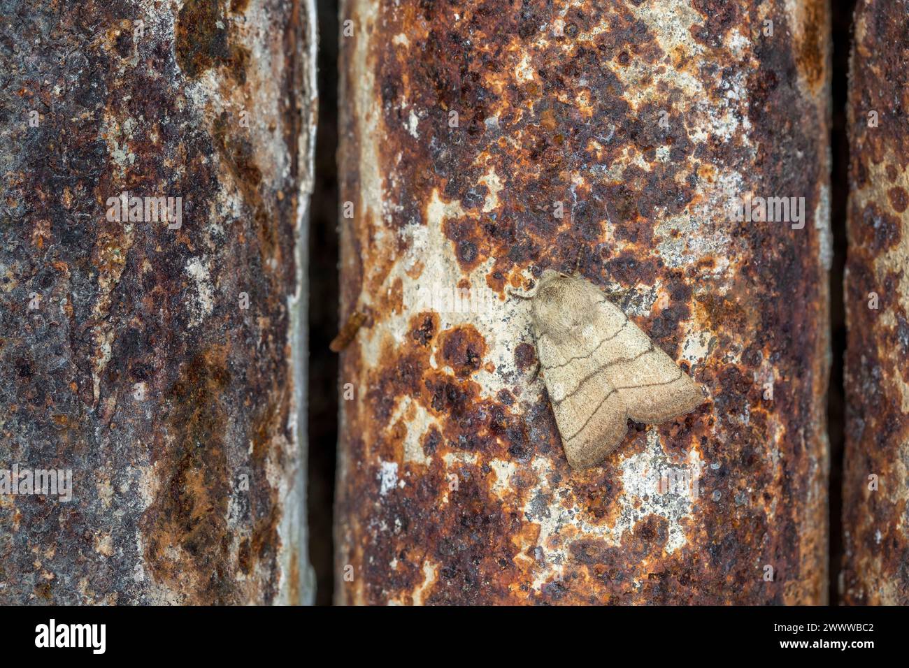 Treble Lines Moth; Charanyca trigrammica; on Rusty Metal; UK Stock Photo