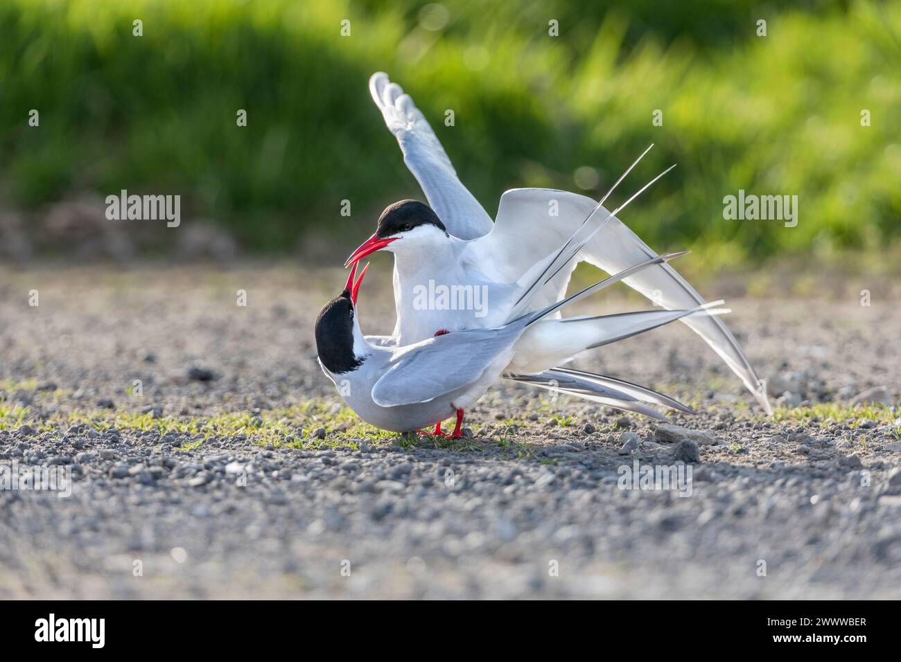 Arctic Tern; Sterna paradisaea; Pair Mating; UK Stock Photo